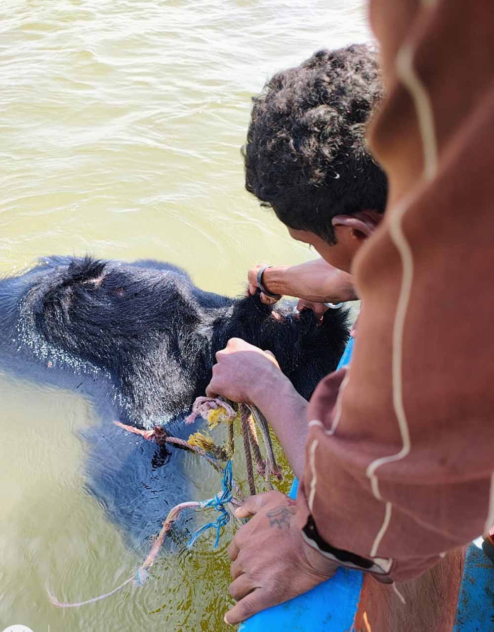 जलाशय में मिला भालू का शव, बिना पोस्टमार्टम के दफनाया, फॉरेस्ट गार्ड और डिप्टी रेंजर को शो कॉज 