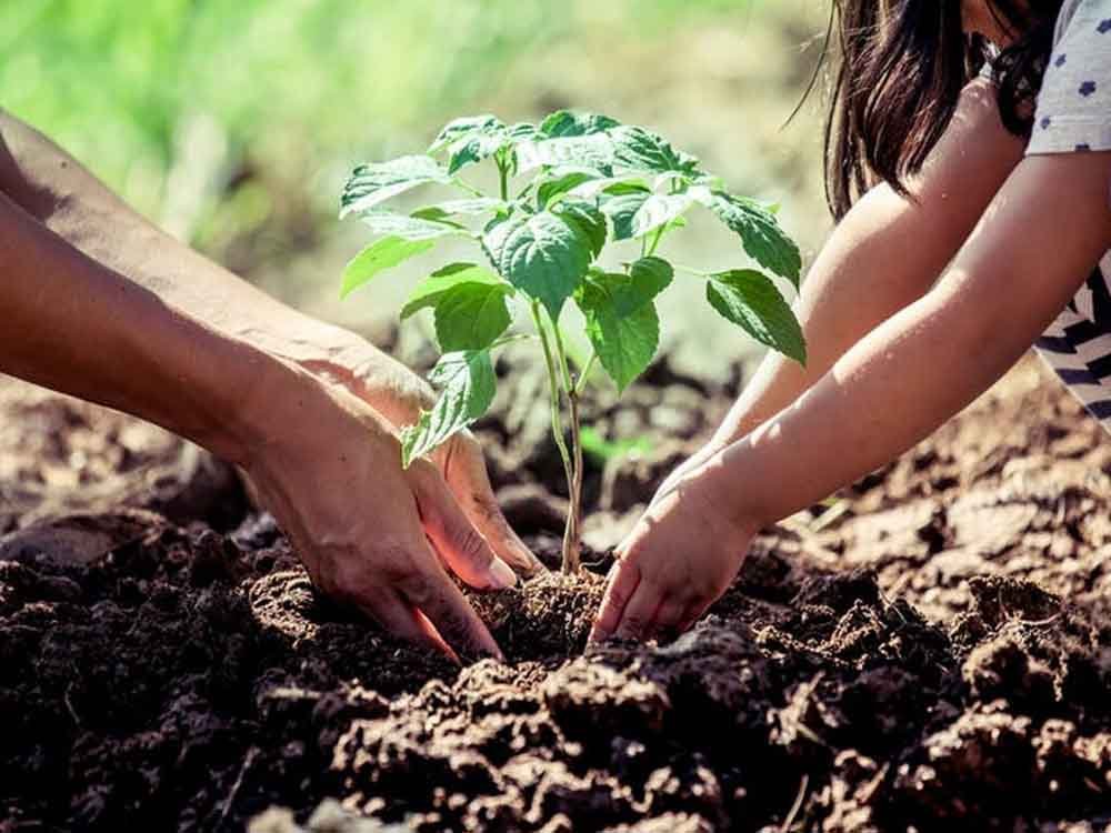 दादरी में भरा गया अनोखा भात, लोगों ने पर्यावरण संरक्षण को लेकर अनुकरणी पहल शुरू की, चर्चा का वि