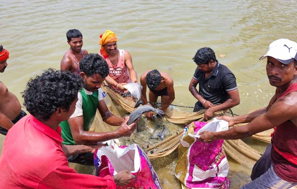 शासकीय योजना से मिली रोजगार की राह, दिनेश सिंह ने मत्स्य पालन से बनाई अपनी पहचान, अन्य लोगों को