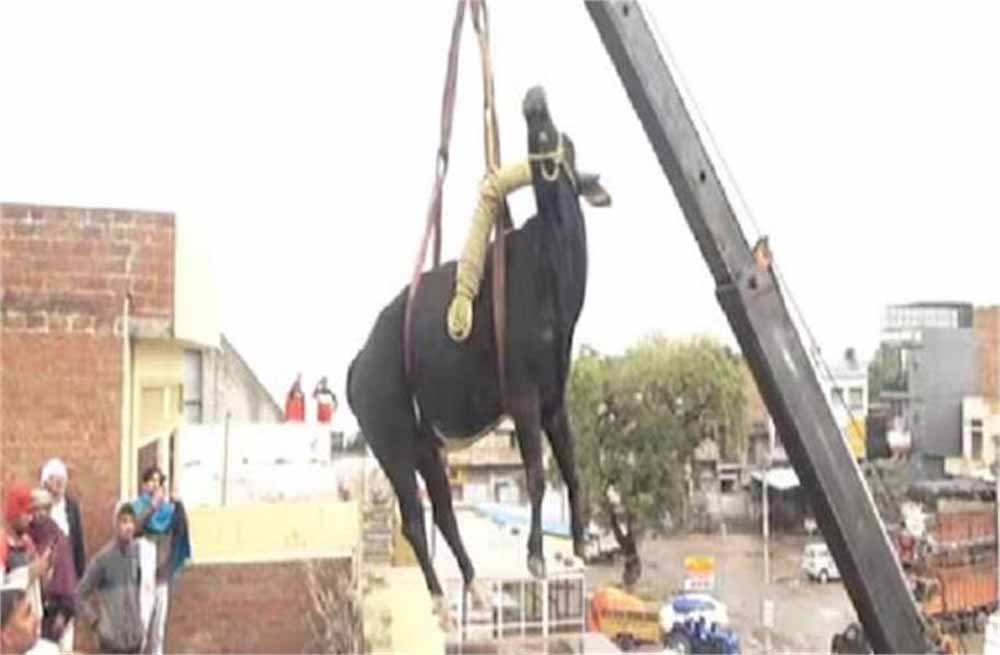 तीसरी मंजिल चढ़ा सांड, बेडरूम में घुस कर जमकर मचाया उत्पात