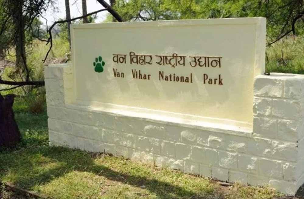 वन विहार में किंग कोबरा की मृत्यु
