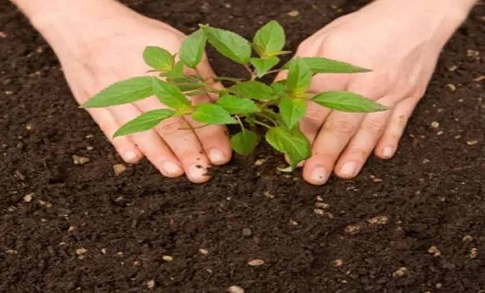 उत्तर प्रदेश सरकार 9 जुलाई को राज्य के सभी जिलों में लगाएगी 37 करोड़ पौधे
