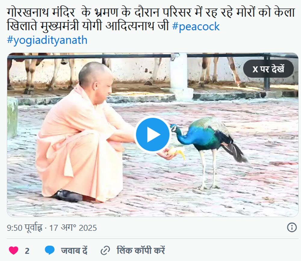 गोरखनाथ मंदिर के दौरे पर मुख्यमंत्री, योगी के हाथों में केला, सामने से दौड़कर आया मोर फिर…