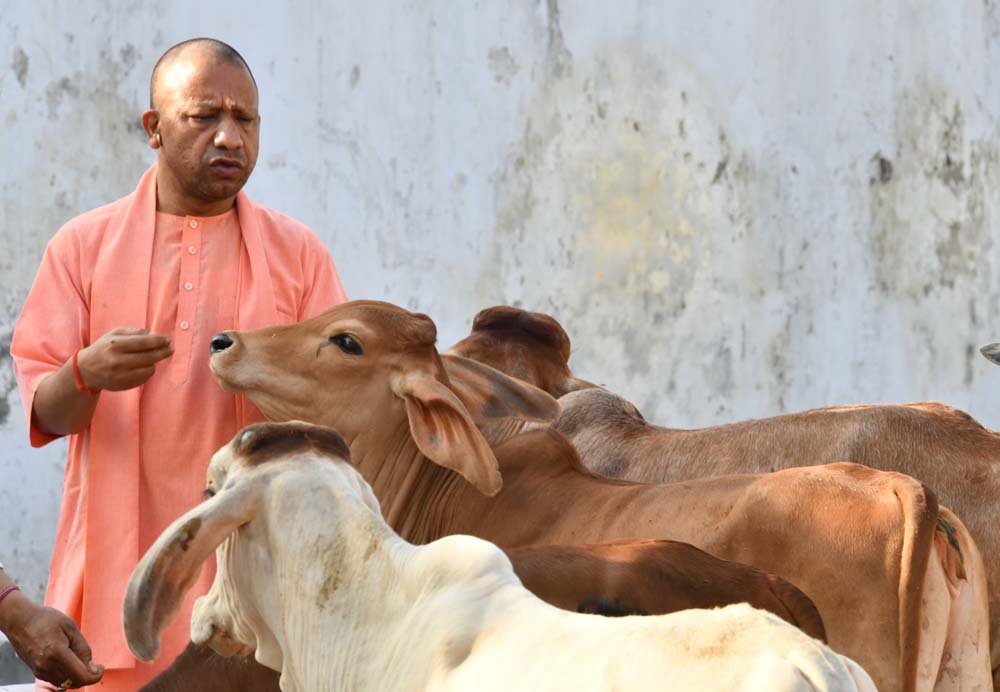 उत्तर प्रदेश में 'गांव की गाय, गांव की तरक्की' विजन को साकार करने की तैयारी