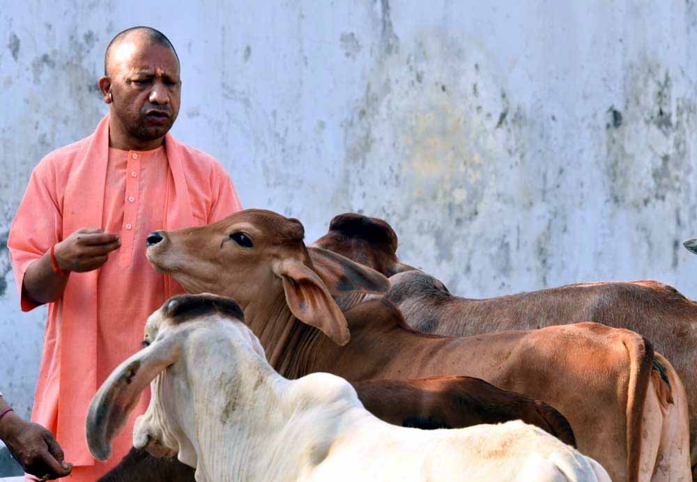 गो सेवा से उत्तर प्रदेश की तरक्की, सीएम योगी के नेतृत्व में पंचगव्य से बायोगैस तक होगा उत्पादन
