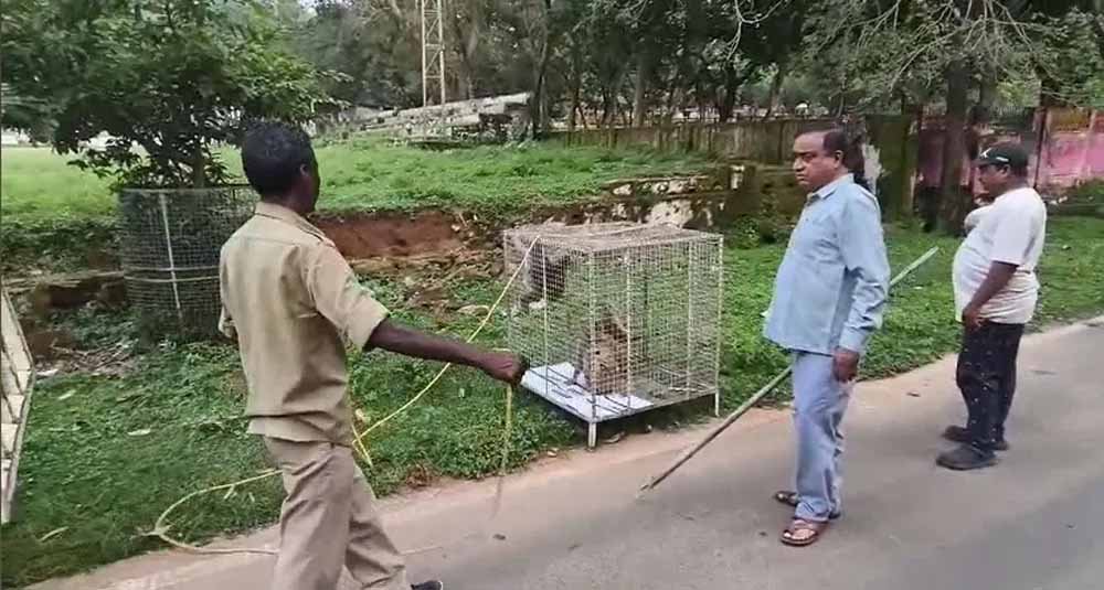वन विभाग का अभियान: शहर से बंदरों का पकड़ा-धकड़ी अभियान जारी