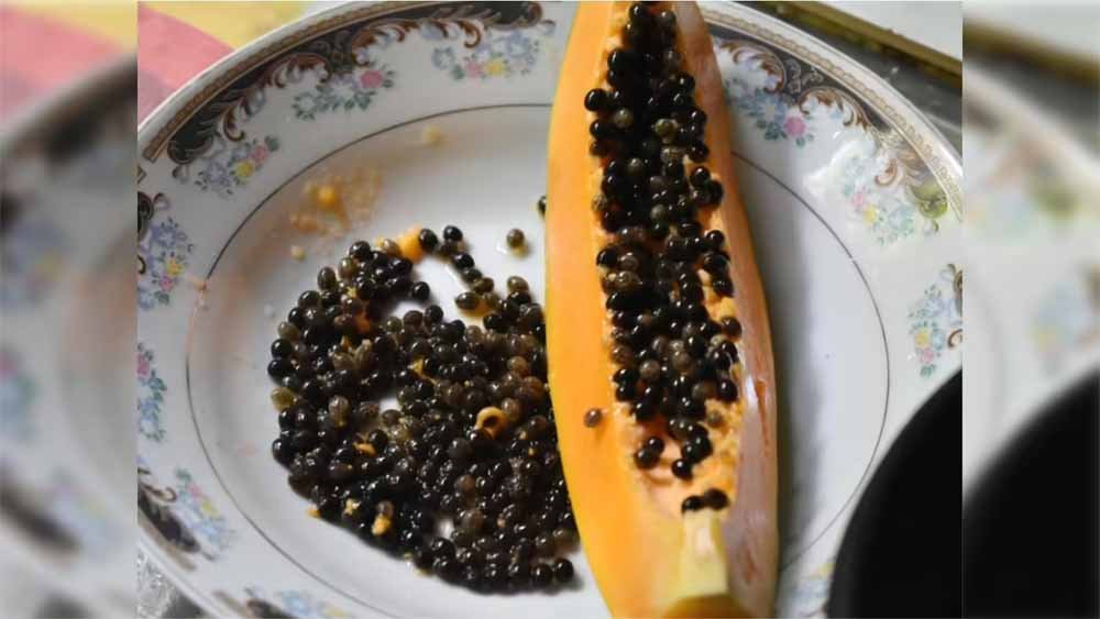 सेहत का खजाना: पपीते के बीज से दूर होंगे कई रोग