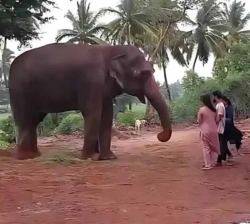 जामनगर को वन्यजीव संरक्षण हेतु सुप्रीम कोर्ट से हरी झंडी