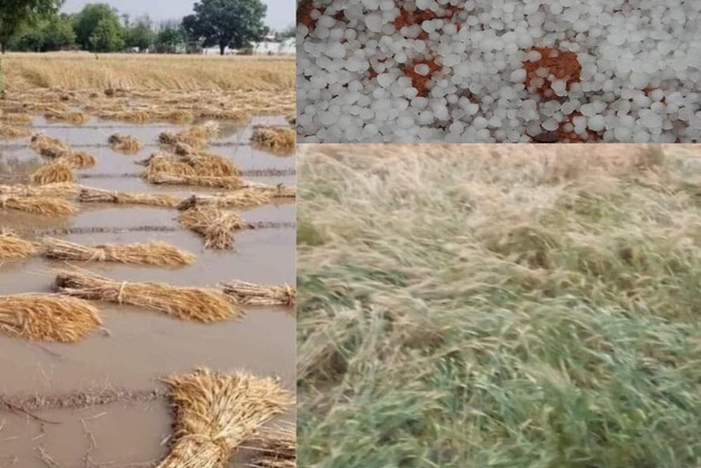 कृषि संकट: MP में बेमौसम बारिश से धान, सरसों, मटर और तिल की फसल प्रभावित