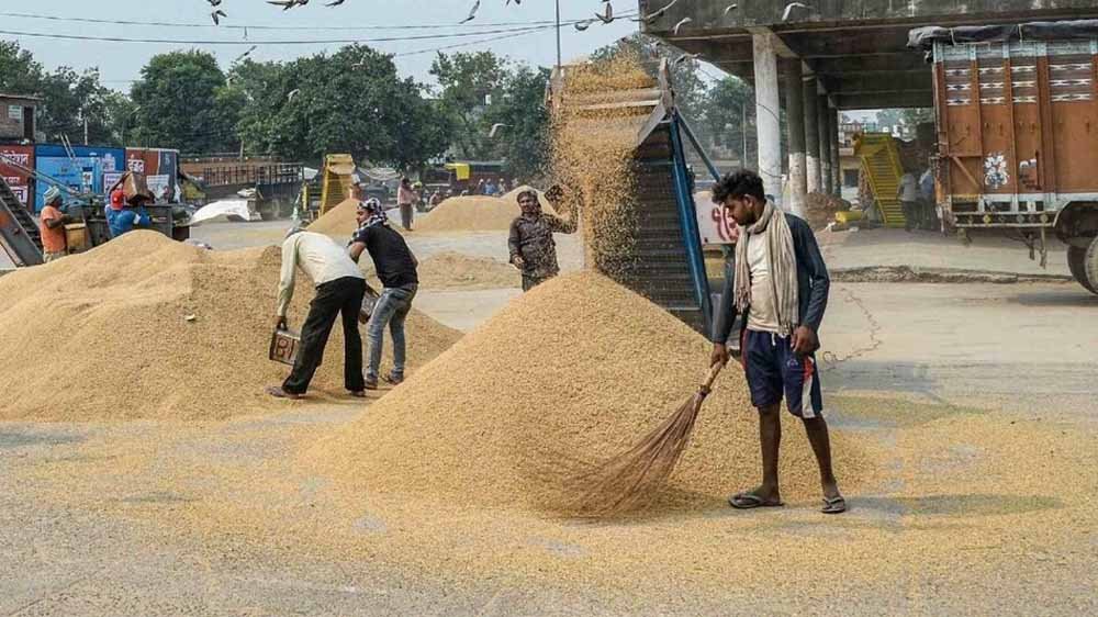 धान खरीद में रफ्तार तेज, हरियाणा के किसानों को मिला 5932 करोड़ का लाभ