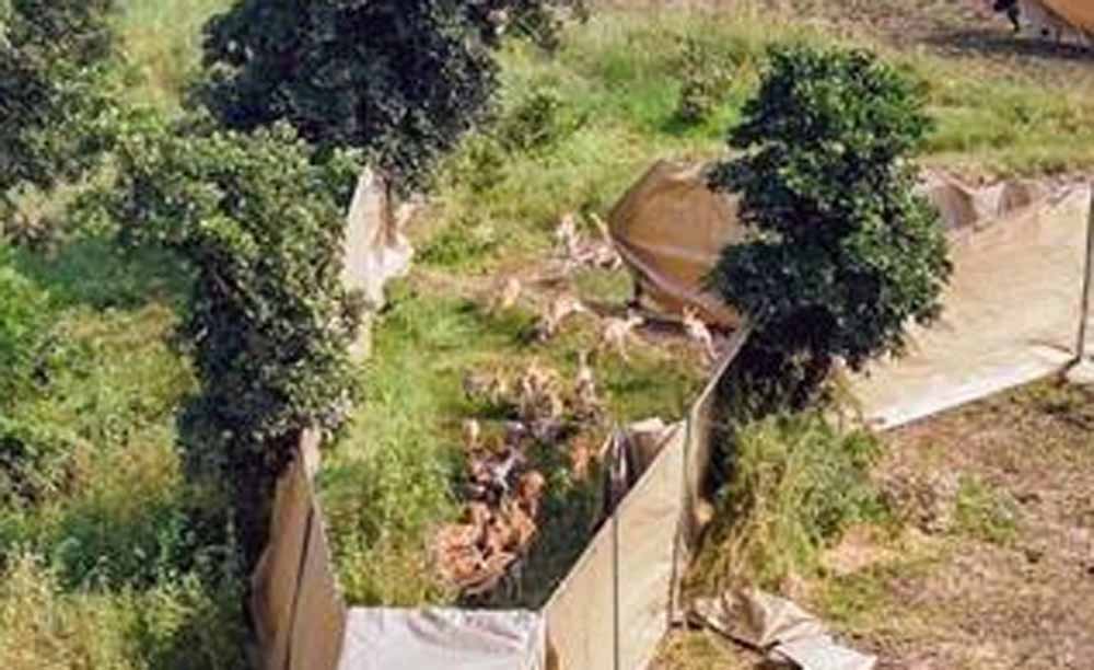 हेलीकॉप्टर और बोमा तकनीक से पकड़े गए 846 कृष्णमृग और 67 नीलगाय