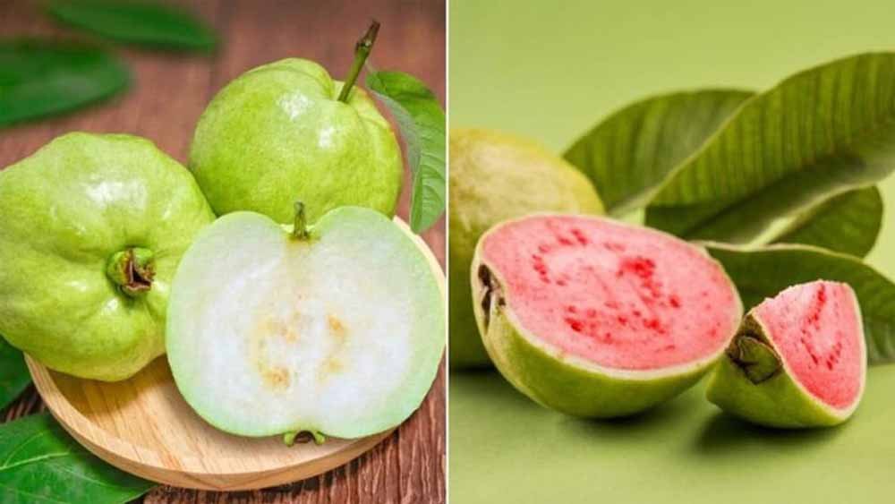 लाल या सफेद– किस अमरूद में है ज्यादा न्यूट्रिशन? जानें दोनों के जबरदस्त फायदे