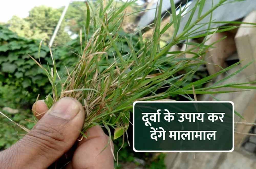 बुधवार का चमत्कारी उपाय: सही दिशा में दूर्वा रखने से खुलेंगे किस्मत के दरवाज़े