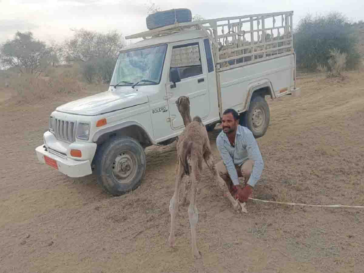 मां की ममता की मार्मिक तस्वीर, ऊंटनी के शव से चिपका रहा मासूम ऊंट का बच्चा