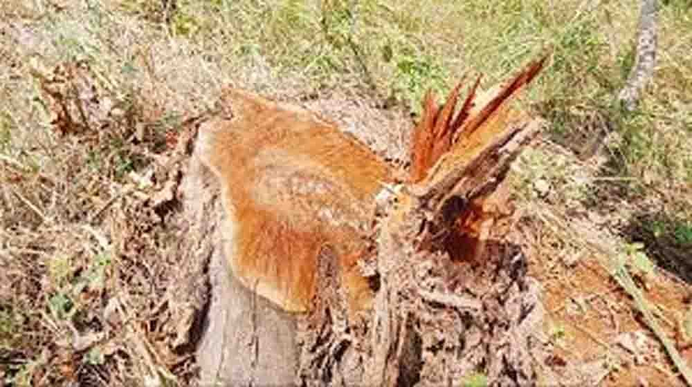 जंगल माफिया और अफसरों की मिलीभगत पर सरकार सख्त, पंचकूला के चीफ वाइल्ड लाइफ वार्डन पर गिरेगी गाज