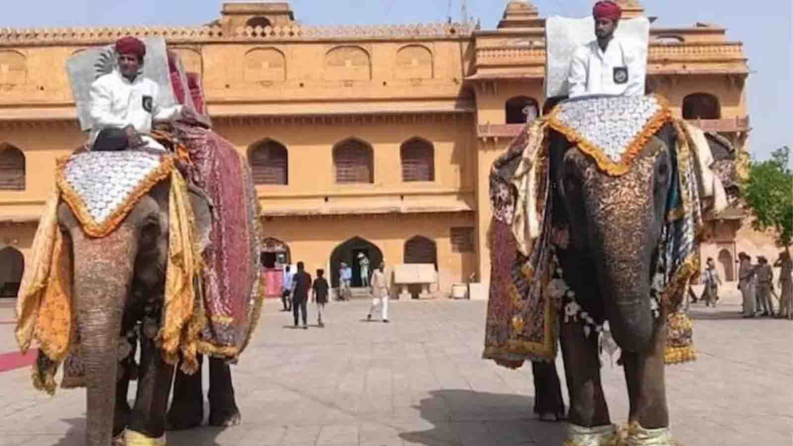 हाथियों की शाही दावत और महावतों का सम्मान, जयपुर में अनंत अंबानी के जन्मदिन पर पशु प्रेम का दिख