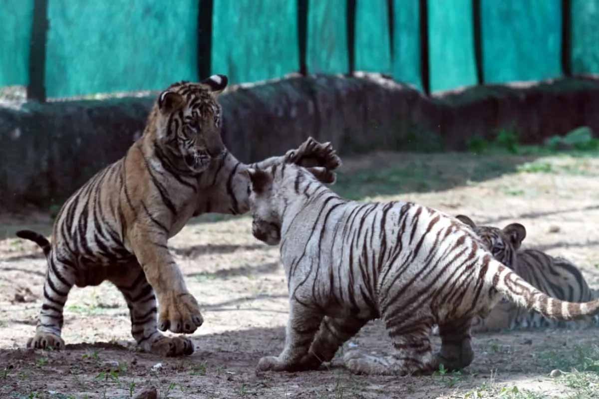 नाहरगढ़ बायोलॉजिकल पार्क: बाघ बाघिन ‘रानी’ के पांच शावकों का खास जश्न