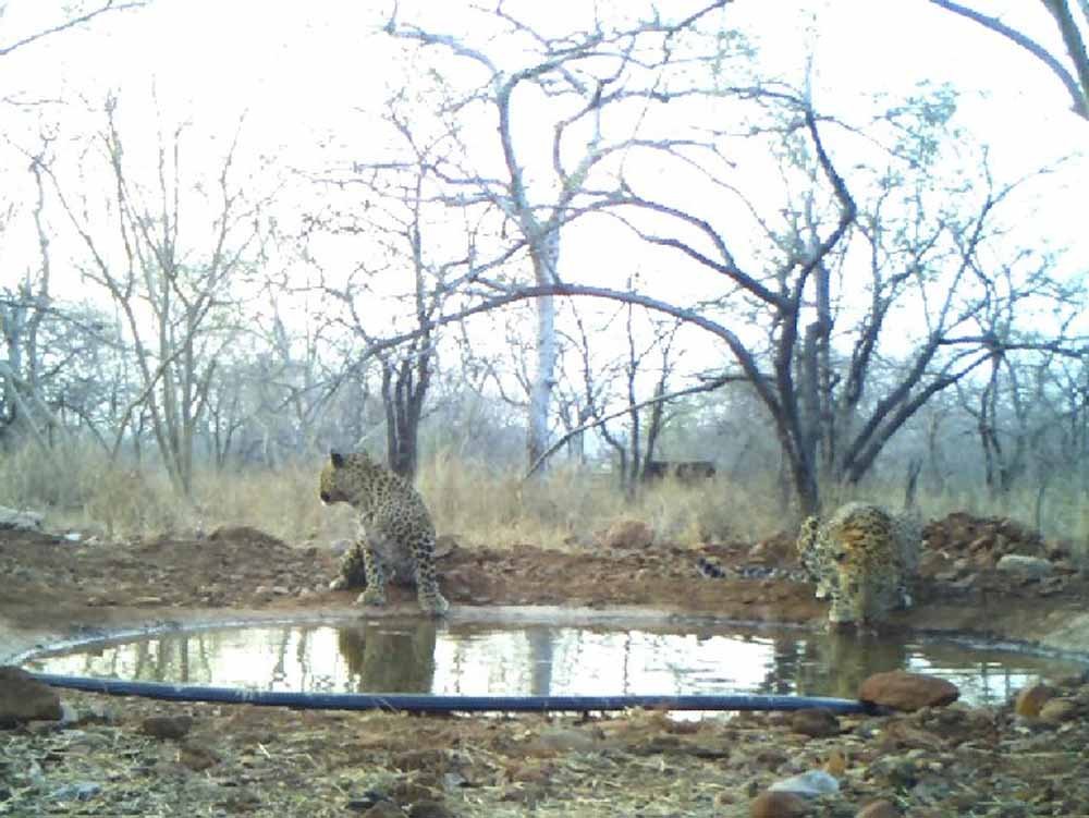 राजस्थान में वन्यजीव सर्वे का नया तरीका, चांदनी रात और कैमरा ट्रैप से होगी गिनती