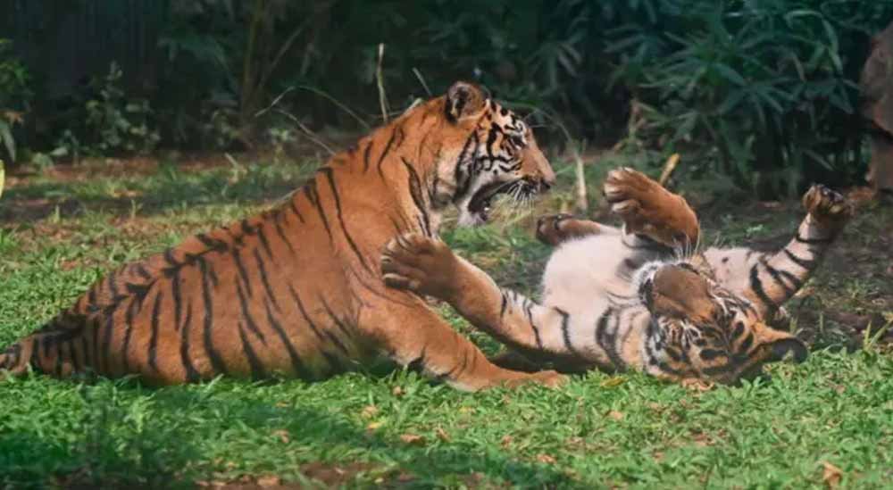 जंगल सफारी में बदला मेन्यू: टाइगर जोड़ी ने खाया चिकन, सांपों को 17 दिन बाद मिला भोजन