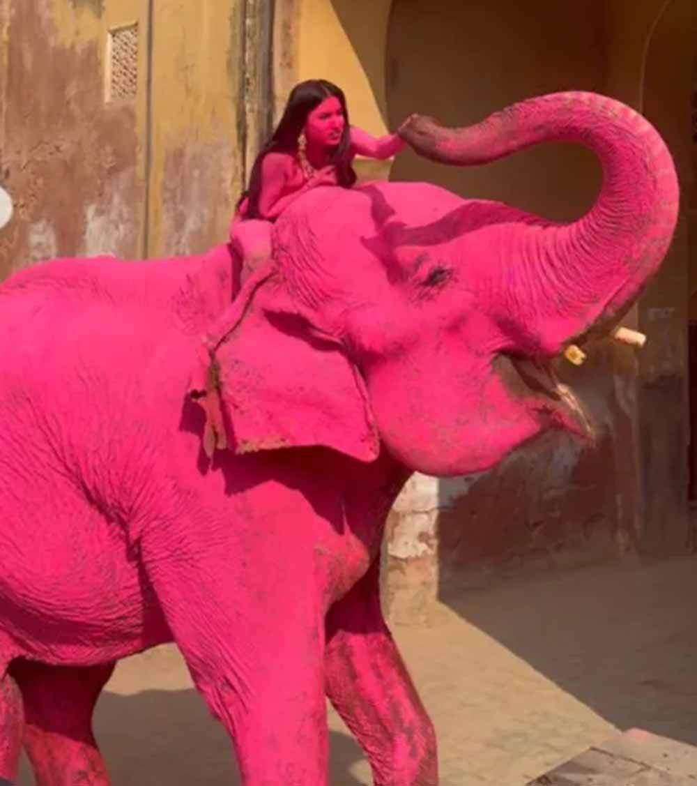 Pink Elephant शूट बना विवाद: जयपुर में रूसी फोटोग्राफर पर फूटा लोगों का गुस्सा