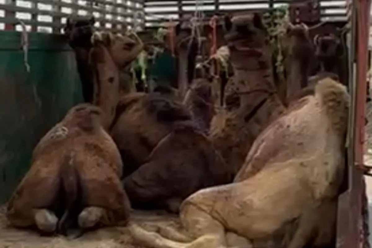 डीडवाना में पशु तस्करी का खुलासा, ट्रक से 21 ऊंट बरामद, दो की मौत