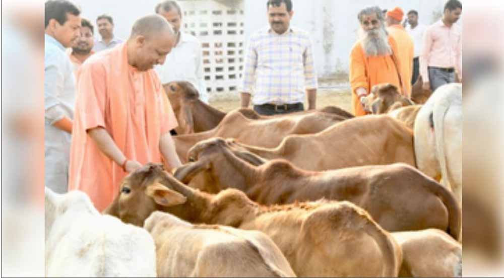 गाय संरक्षण पर सख्ती से बढ़ी अर्थव्यवस्था, यूपी में 36 हजार गिरफ्तारियां