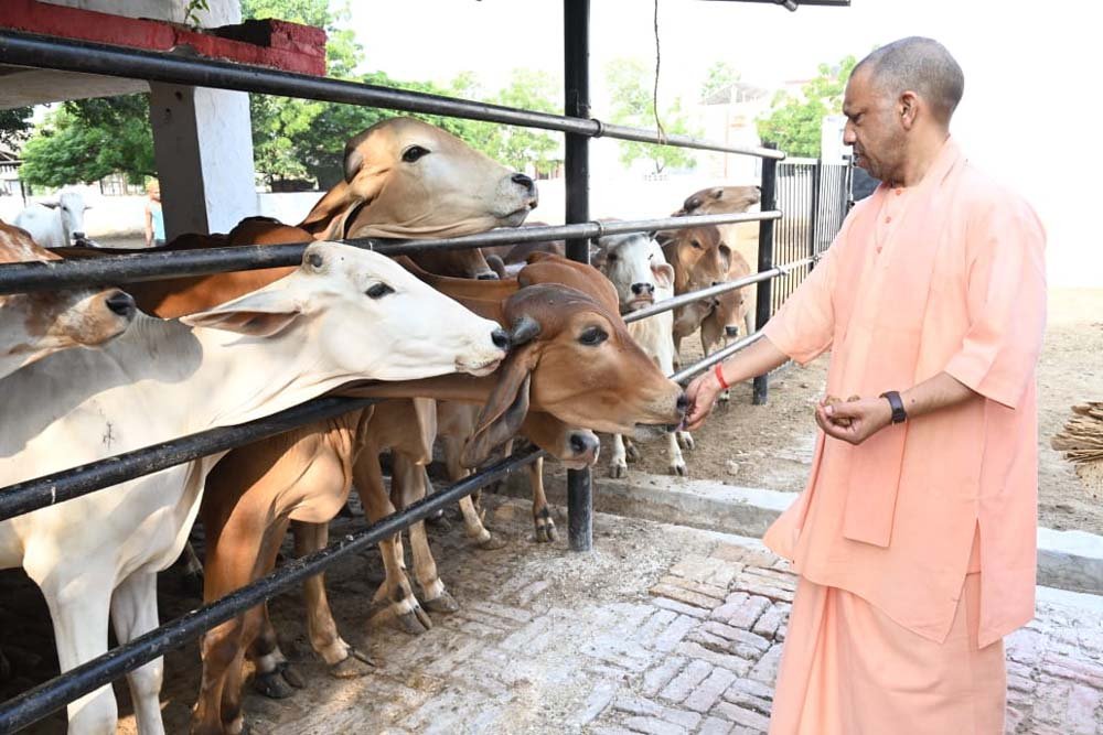 योगी सरकार का डेयरी मास्टर प्लान : 2 से 25 गाय तक लाखों का अनुदान, किसानों को सीधा फायदा