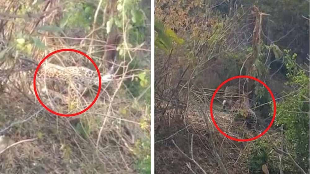 यूपी में वन्यजीव संकट: बाग के तार बने जानलेवा, तेंदुए की मौत से मचा हड़कंप