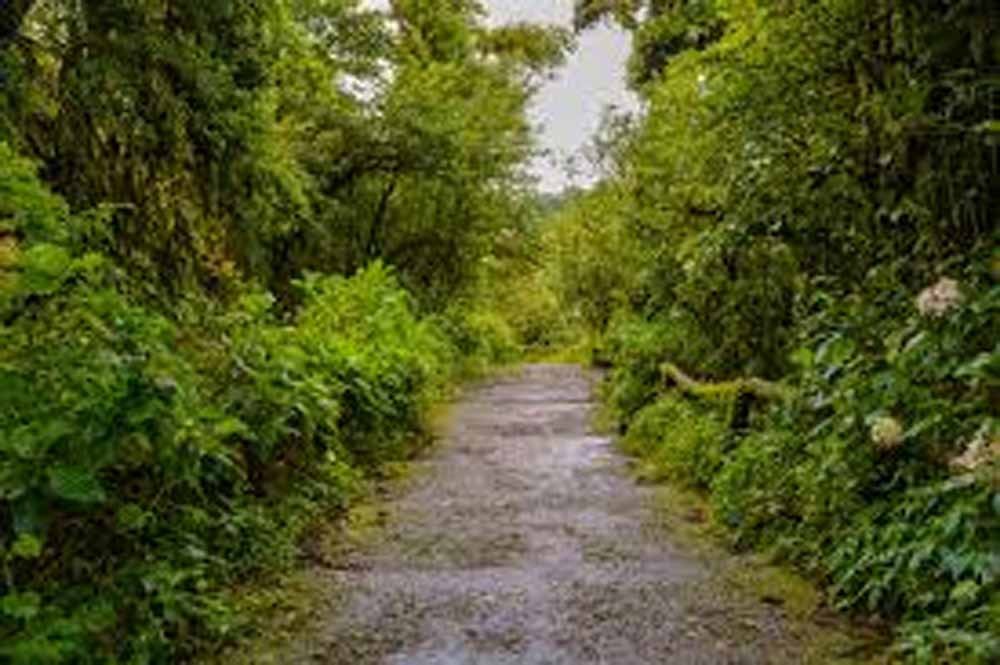 वन विभाग की नई योजना, मानसून से पहले ही शुरू होगा पौधरोपण अभियान