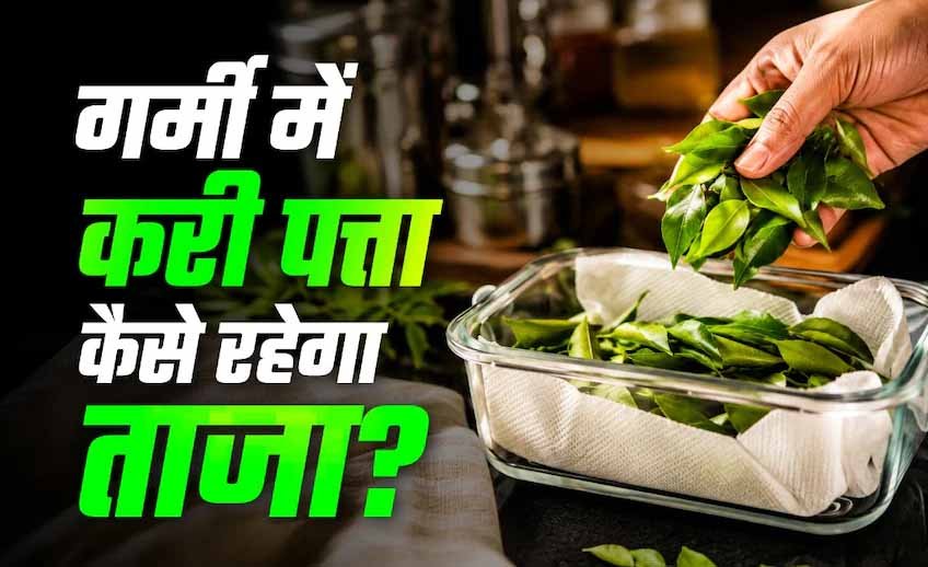 करी पत्ता स्टोर करने के आसान तरीके: महीनों तक रहेगा फ्रेश और हरा-भरा