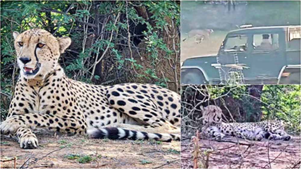सवाई माधोपुर में खौफ का माहौल: गांवों तक पहुंचा केपी-2 चीता
