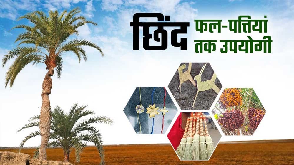 रायपुर: छिंद के बीजों से तैयार हर्बल कॉफी, बस्तर की वैश्विक पहचान बनी