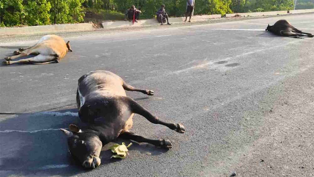 भारतमाला रोड पर रफ्तार का कहर, 7 बैल चपेट में आए; रायगढ़ में 5 ने मौके पर दम तोड़ा