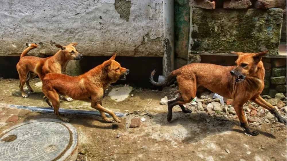 डॉग लवर संस्था नहीं मिली, नगर निगम ने लिया बड़ा फैसला; चाकुलिया भेजे जाएंगे आवारा कुत्ते