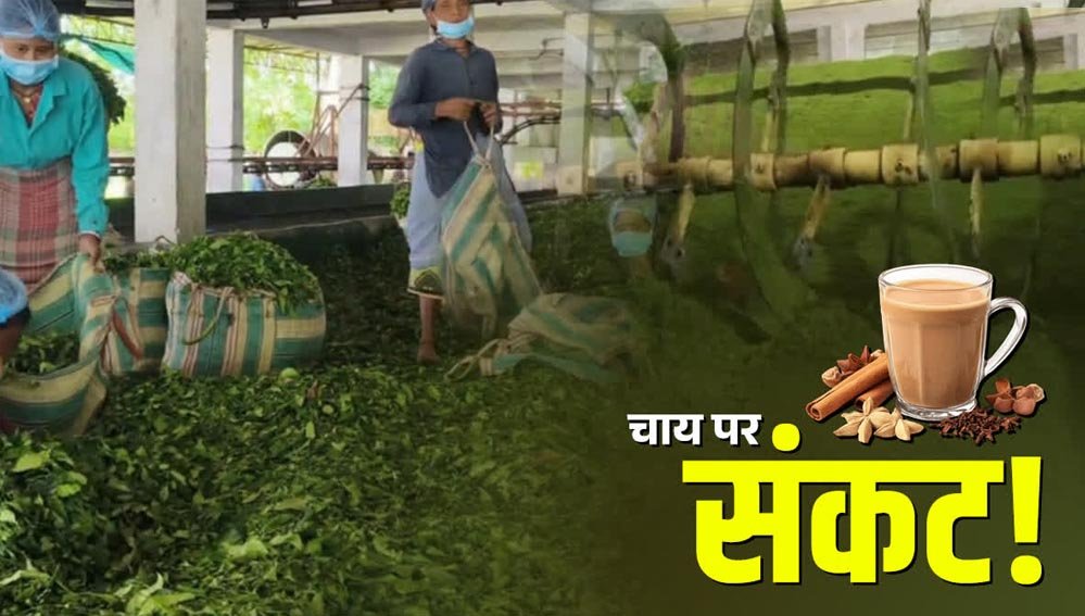 नेपाल की चाय फैक्ट्रियों पर पड़ा भारत के फैसले का असर, उत्पादन बंद; नए बाजारों की तलाश शुरू
