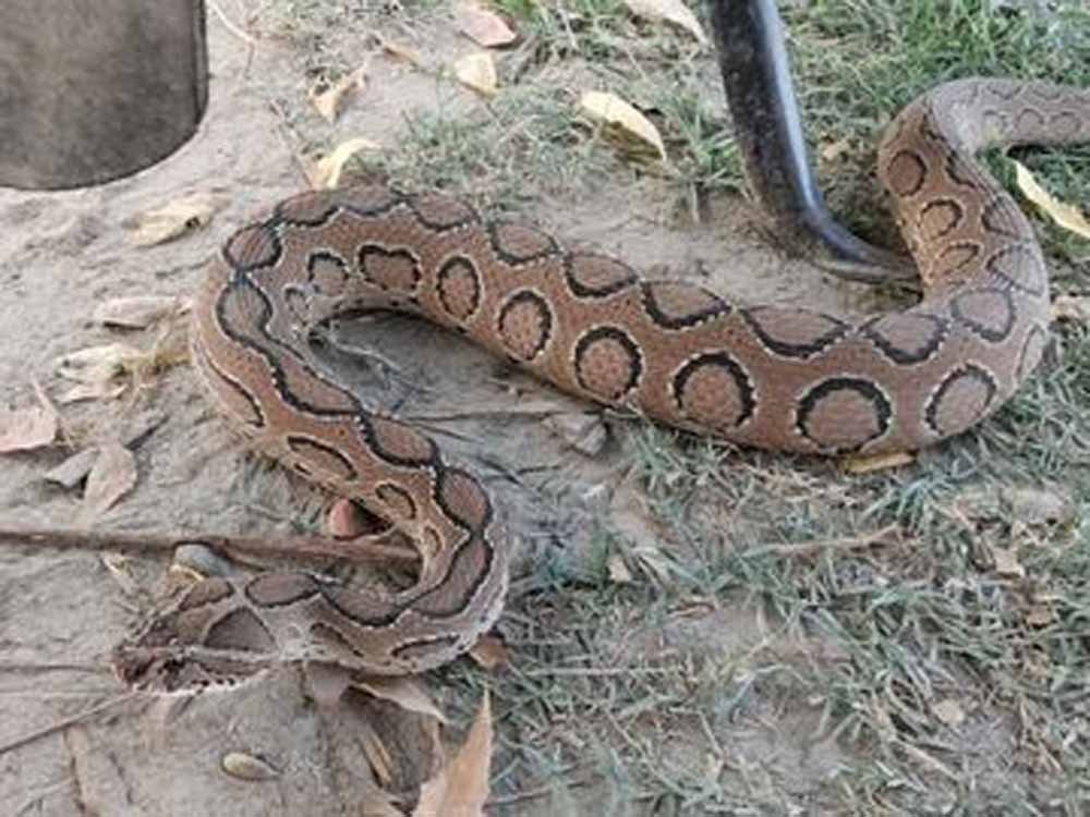 ढिकली गांव में सांपों का कुनबा बरामद, मां के साथ 22 नवजात रसेल वाइपर रेस्क्यू