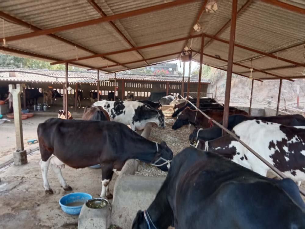 ग्रामीण अर्थव्यवस्था को मजबूती, डेयरी यूनिट पर 5 लाख तक ऋण सुविधा