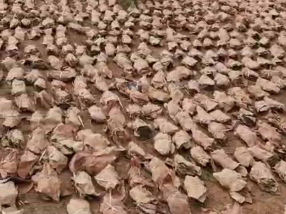 जंगलों की नीलामी नहीं, फिर भी धड़ल्ले से चल रहा केंदुपत्ता व्यापार, ग्रामीणों ने उठाए सवाल