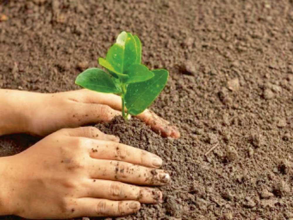 एक पेड़ मां के नाम 3.0’ अंतर्गत राज्यभर में पहले ही दिन 6 लाख पौधों का रोपण किया जाएगा