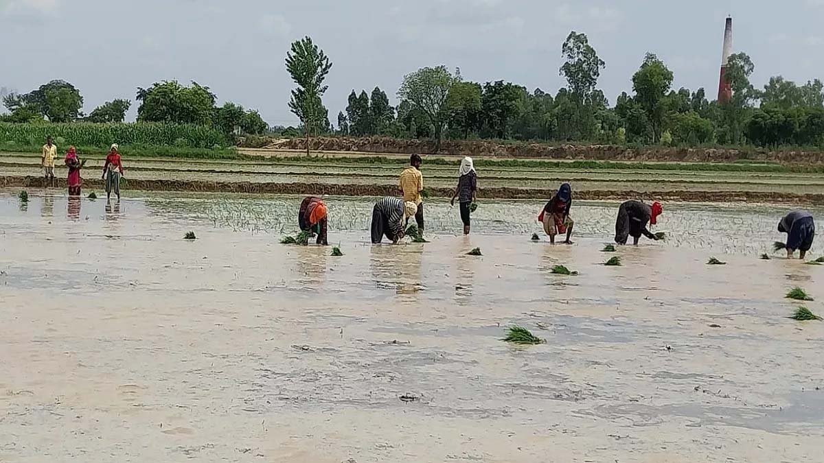 मानसून बना किसानों का सहारा, झारखंड के खेतों में लौटी हरियाली और उम्मीद