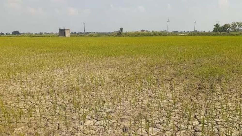 झारखंड में सामान्य से 50% कम बारिश, खेती और जलाशयों पर गहराया संकट
