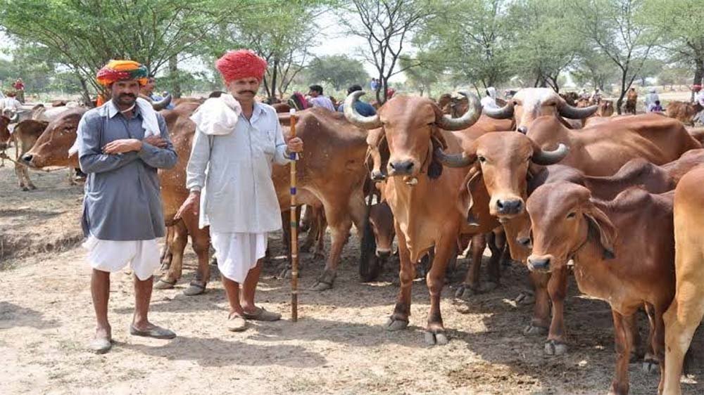 पशुपालकों को बड़ी राहत, यूपी सरकार शुरू करेगी 10 लाख पशुओं की बीमा योजना