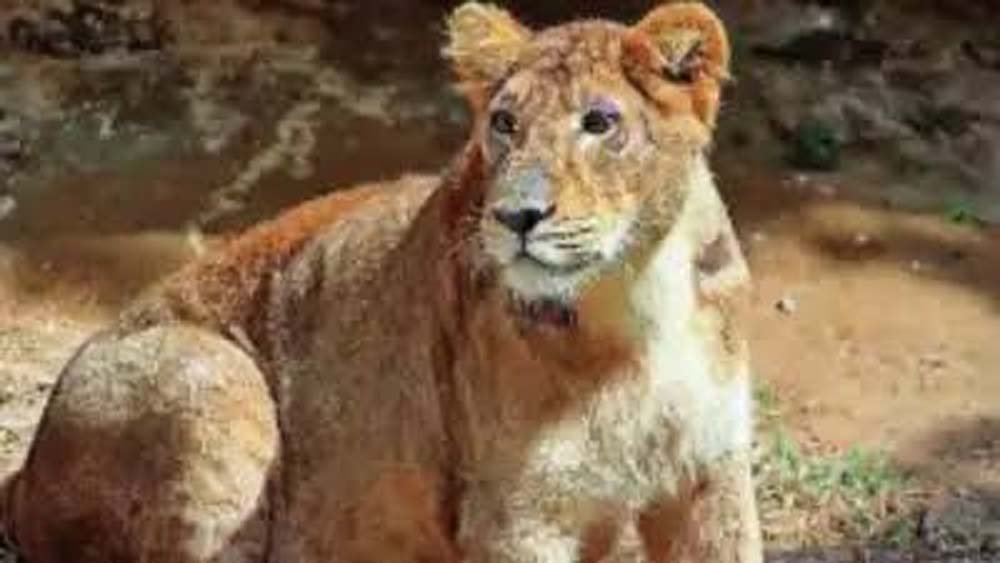 महागौरी ने दूसरी बार तीन शावकों को जन्म देकर बढ़ाई शेरों की संख्या