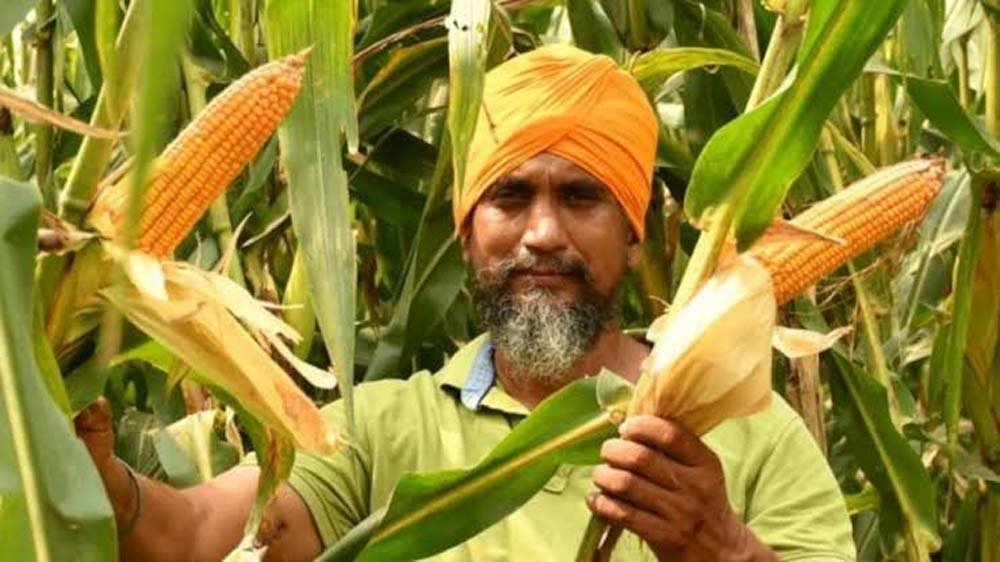 मक्का फसल पर मंडरा रहा खतरा, वैज्ञानिकों ने जारी की एडवाइजरी