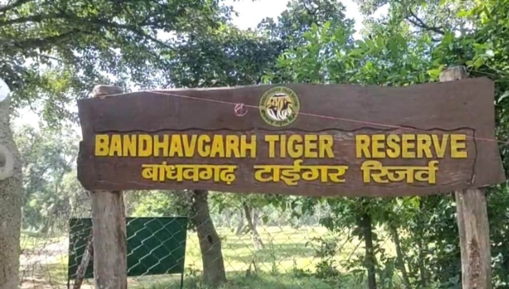 अंतर्राष्ट्रीय बाघ दिवस आज: बांधवगढ़ टाइगर रिजर्व में जागरूकता और सांस्कृतिक कार्यक्रमों की धूम