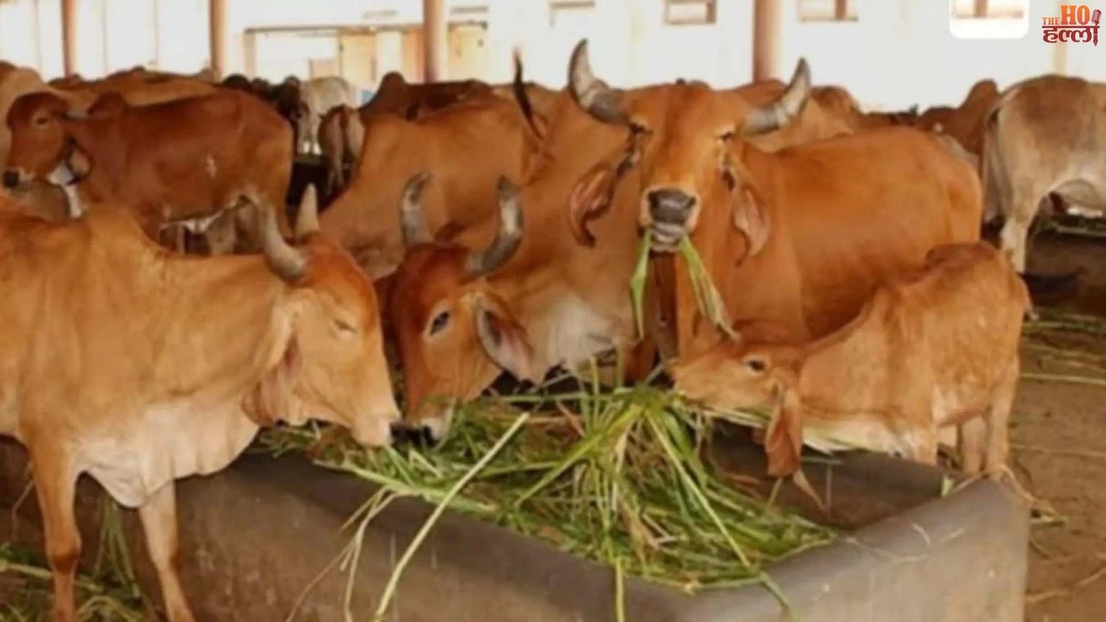 हरित चारा अभियान से यूपी में 39 हजार हेक्टेयर भूमि हुई मुक्त