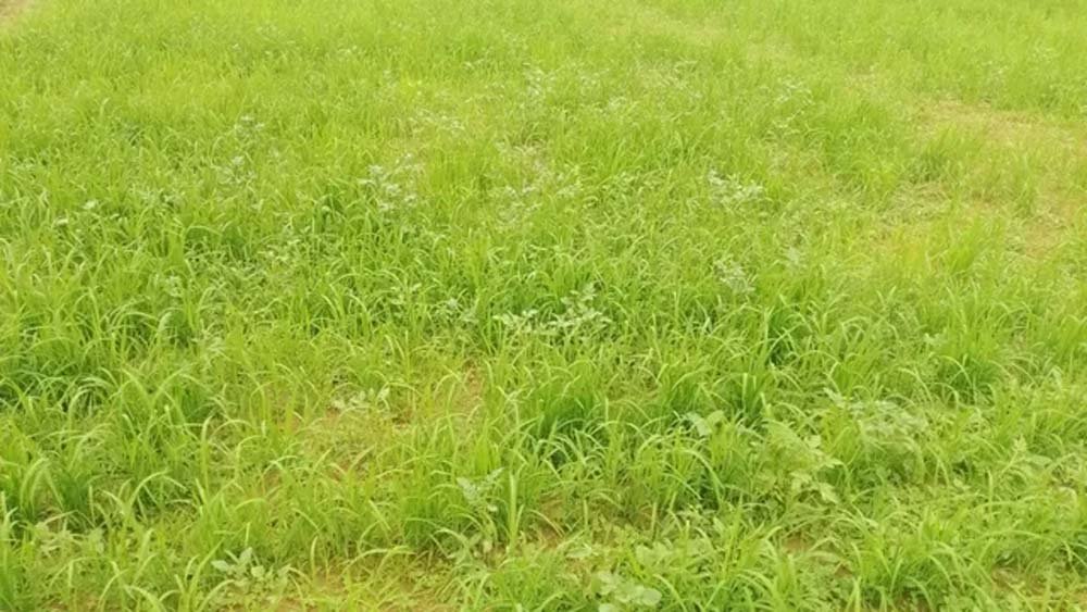 कम पानी में बेहतर उत्पादन देगा सीधी बुआई तकनीक, किसानों को राहत