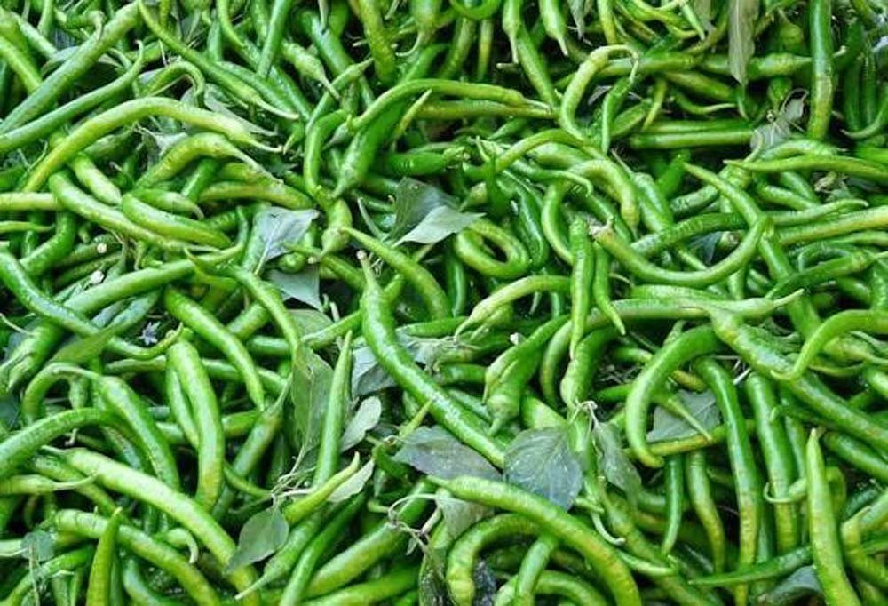 किसानों को मिली प्राकृतिक मिर्च उत्पादन की आधुनिक तकनीकों की जानकारी