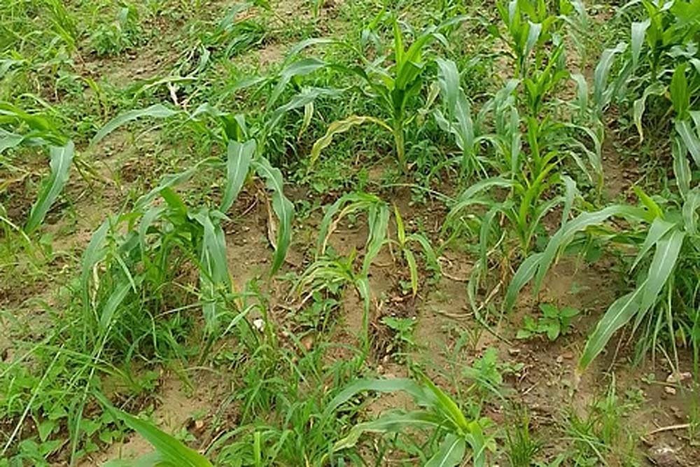 सूखे खेतों में लौटी हरियाली, बारिश ने बढ़ाई किसानों की उम्मीदें