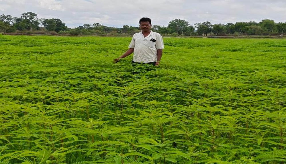 ढैंचा की खेती से बढ़ रही मिट्टी की उर्वरता, घट रही रासायनिक उर्वरकों पर निर्भरता